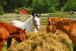 horses on farm