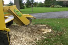 We like to grind a stump down below the surface, so you can reseed the lawn.